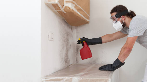 Professional Mold Cleanup technician working in Westphalia, MI